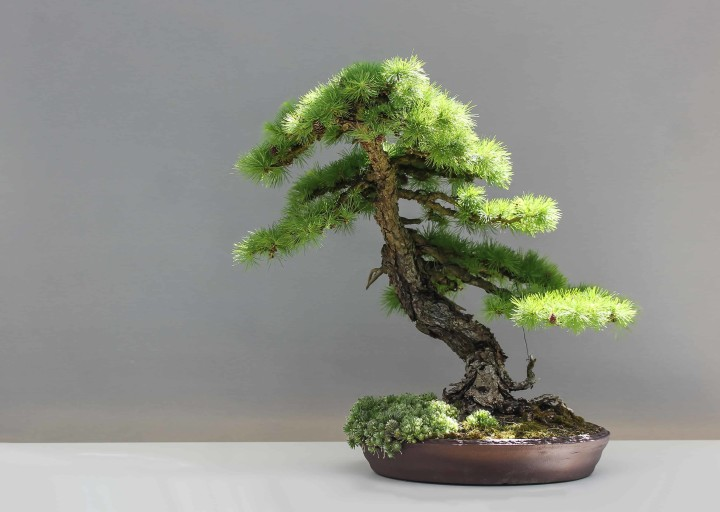 training pine bonsai