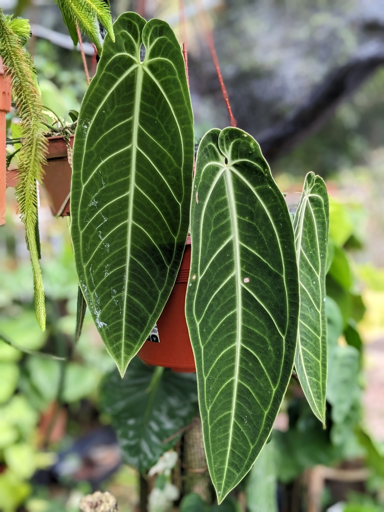 Queen Anthurium (Anthurium warocqueanum)