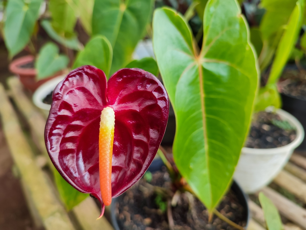 A stunning Anthurium gracile with leaf texture and green leaves