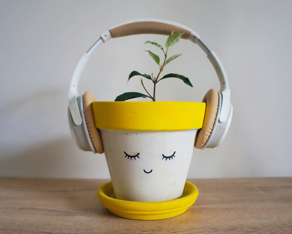 An image of a potted plant with headphones on, listening to music for plants