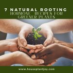 7 Natural Rooting Hormone Recipes for Greener Plants