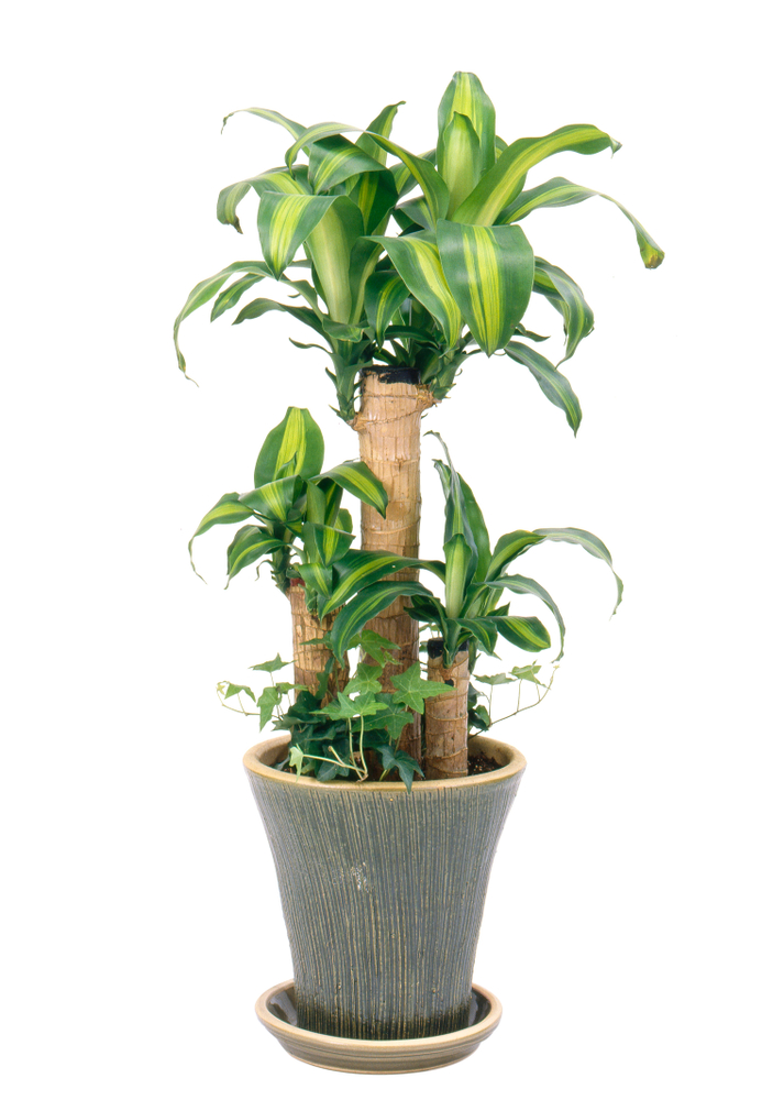 A photo of a corn plant and dragon tree in a low light environment