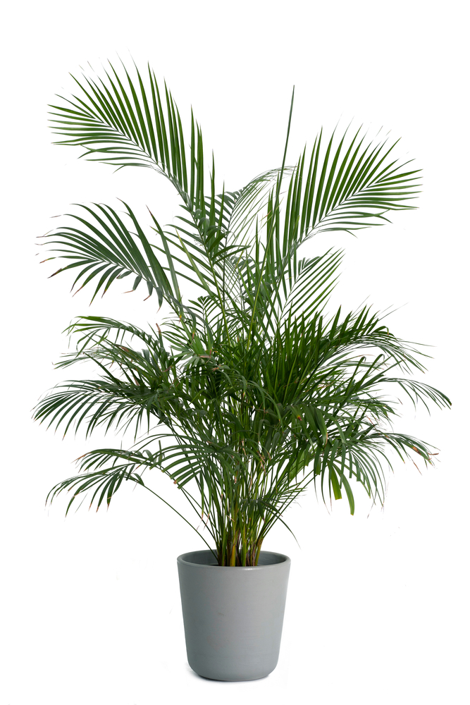 A photo of a Kentia palm with its dark green leaves in a low light environment