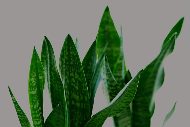 sanseviera, sansevieria zeylanica, fan snake plant