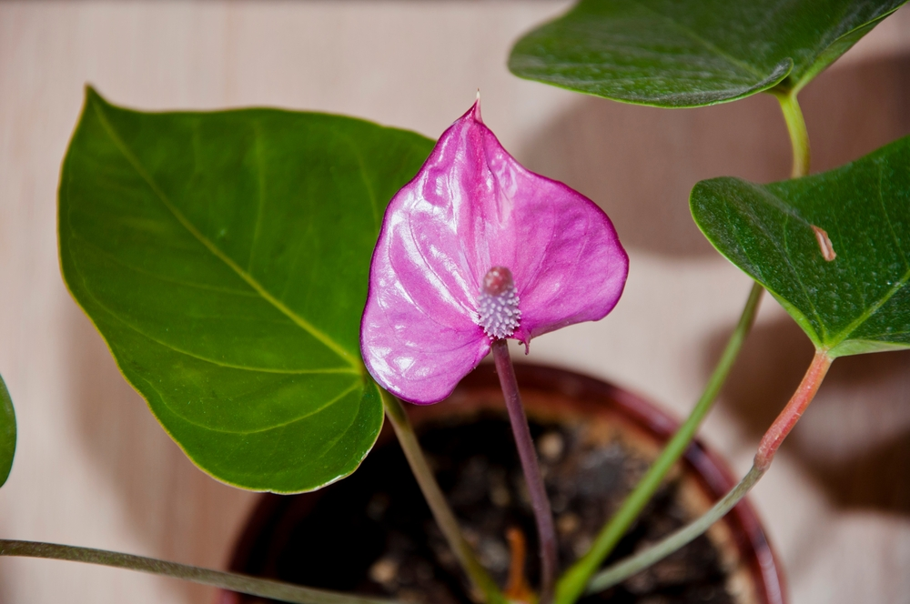 A beautiful Anthurium andraeanum with heart shaped leaves in a potting soil