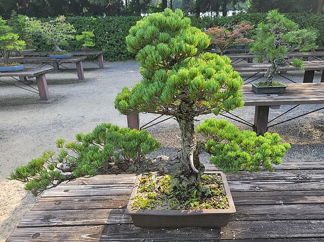 Japanese White Pine bonsai