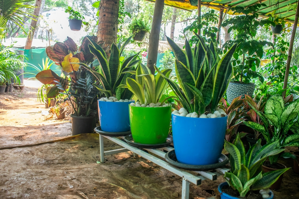 Propagating Houseplants by Air Layering