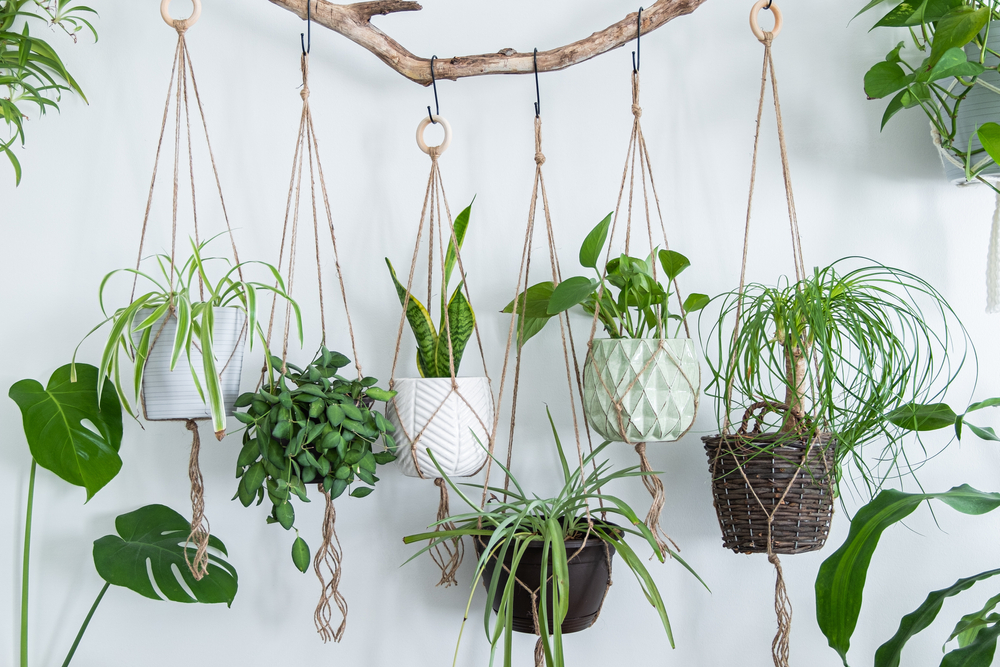 Propagating Houseplants by Air Layering