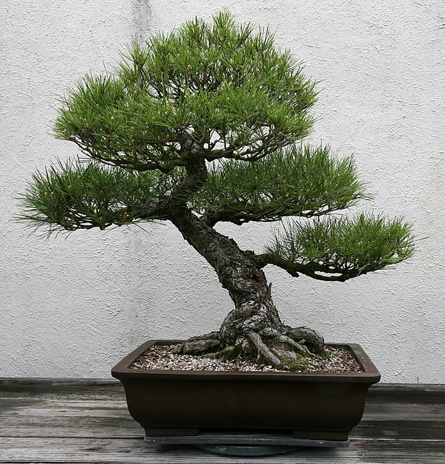 Japanese Black Pine bonsai