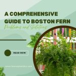 A Comprehensive Guide to Boston Fern Problems and Solutions