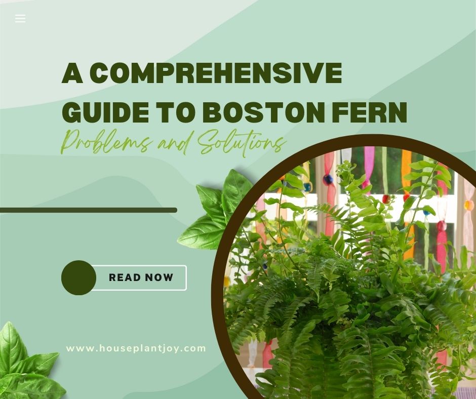 A Comprehensive Guide to Boston Fern Problems and Solutions