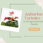 Anthurium Varieties– A Comprehensive Guide