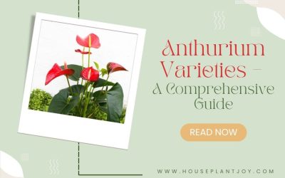 Anthurium Varieties– A Comprehensive Guide