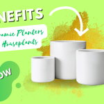 Benefits of Ceramic Planters for Houseplants