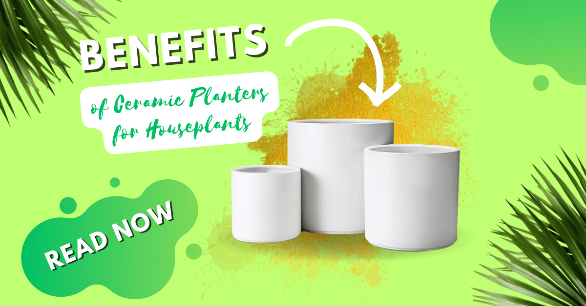 Benefits of Ceramic Planters for Houseplants