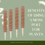 Benefits of Using a Moss Pole for Plants