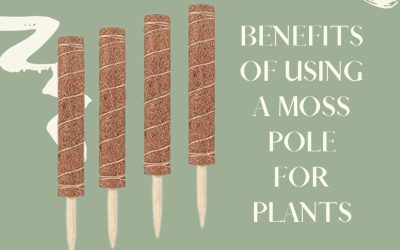 Benefits of Using a Moss Pole for Plants