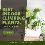 Best Indoor Climbing Plants Elevate Your Space