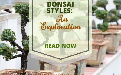 Bonsai Styles An Exploration