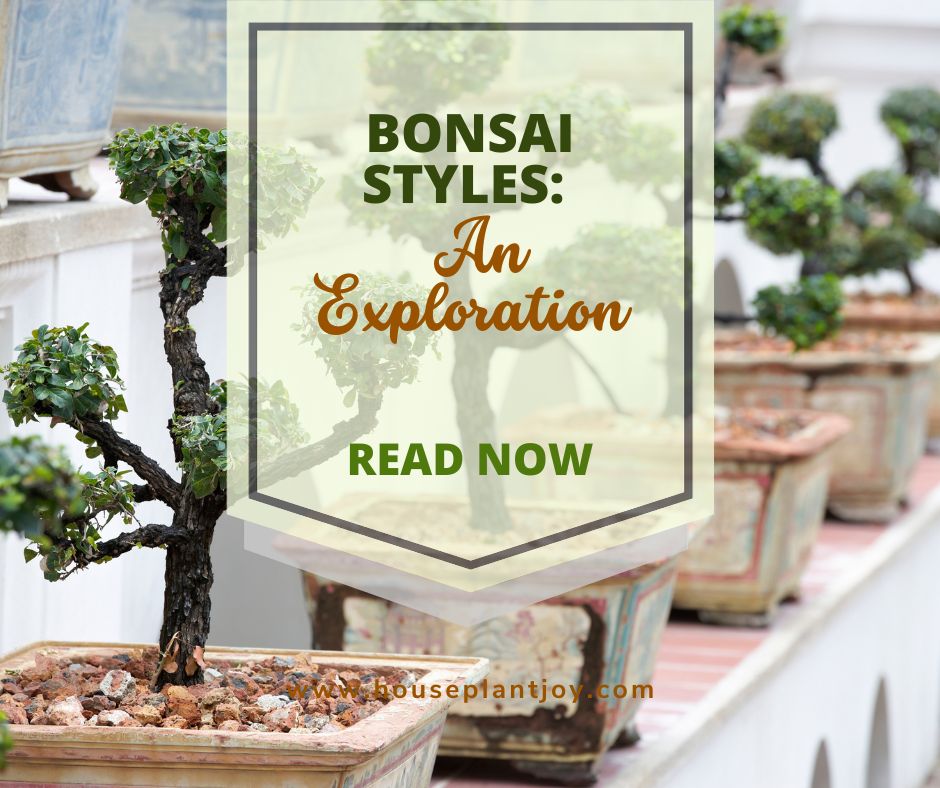 Bonsai Styles An Exploration