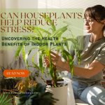 Can Houseplants Help Reduce Stress? Uncovering the Health Benefits of Indoor Plants