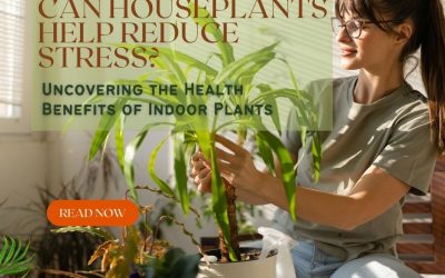 Can Houseplants Help Reduce Stress? Uncovering the Health Benefits of Indoor Plants