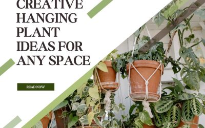 Creative Hanging Plant Ideas for Any Space