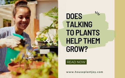 Does Talking to Plants Help Them Grow?