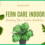 fern care indoor