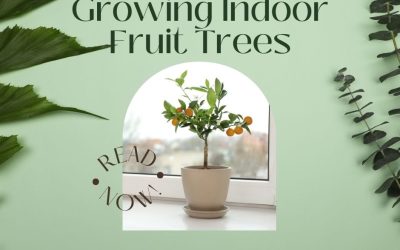 Growing Indoor Fruit Trees