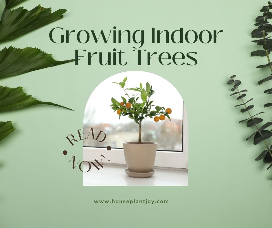 Growing Indoor Fruit Trees