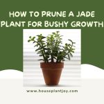 How to Prune a Jade Plant for Bushy Growth