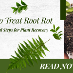 root rot