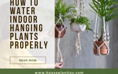 How to Water Indoor Hanging Plants Properly