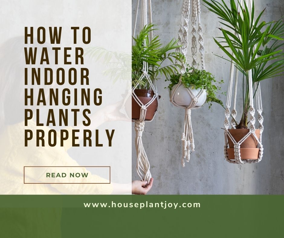 How to Water Indoor Hanging Plants Properly