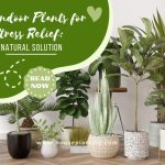 Indoor Plants for Stress Relief A Natural Solution