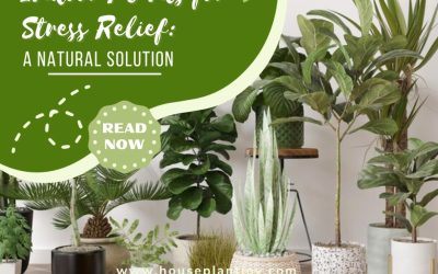 Indoor Plants for Stress Relief A Natural Solution