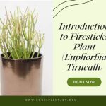 Introduction to Firesticks Plant (Euphorbia Tirucalli)