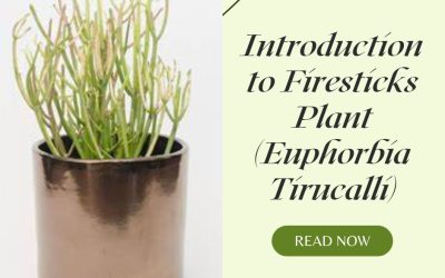 Introduction to Firesticks Plant (Euphorbia Tirucalli)