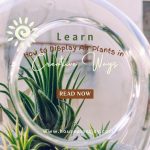 Learn How to Display Air Plants in Creative Ways