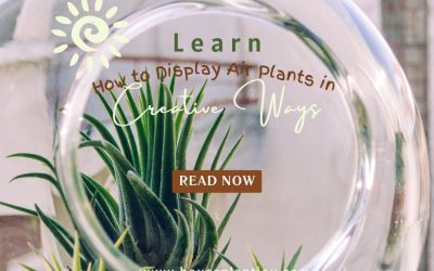 Learn How to Display Air Plants in Creative Ways