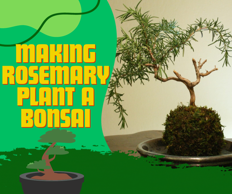 making rosemary, rosmarinus officinalis