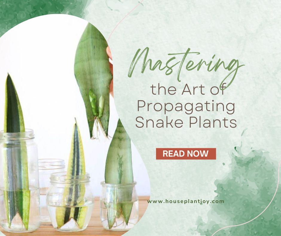 Mastering the Art of Propagating Snake Plants