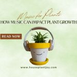 Music for Plants How Music Can Impact Plant Growth