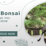 pine bonsai