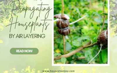 Propagating Houseplants by Air Layering