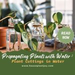 Propagating Plants with Water Plant Cuttings in Water