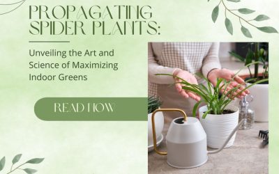 Propagating Spider Plants Unveiling the Art and Science of Maximizing Indoor Greens