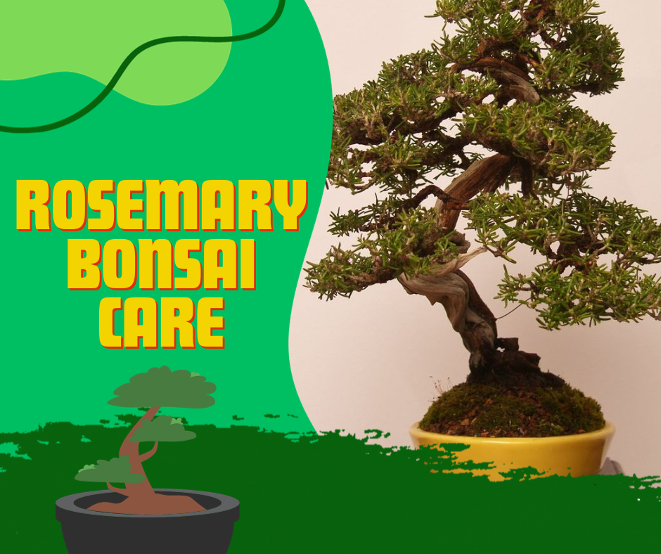 rosemary bonsai, culinary herb, soil moist