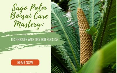 Sago Palm Bonsai Care Mastery Techniques and Tips for Success